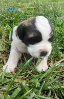 M. Male 2, a male Saint Bernard for sale in Topeka, KS – 1 of 7