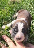 Female 1, a female Saint Bernard for sale in Topeka, KS – Photo 3 of 4