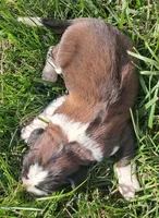 Female 1, a female Saint Bernard for sale in Topeka, KS – Photo 4 of 4