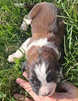 Female 1, a female Saint Bernard for sale in Topeka, KS – Photo 2 of 4