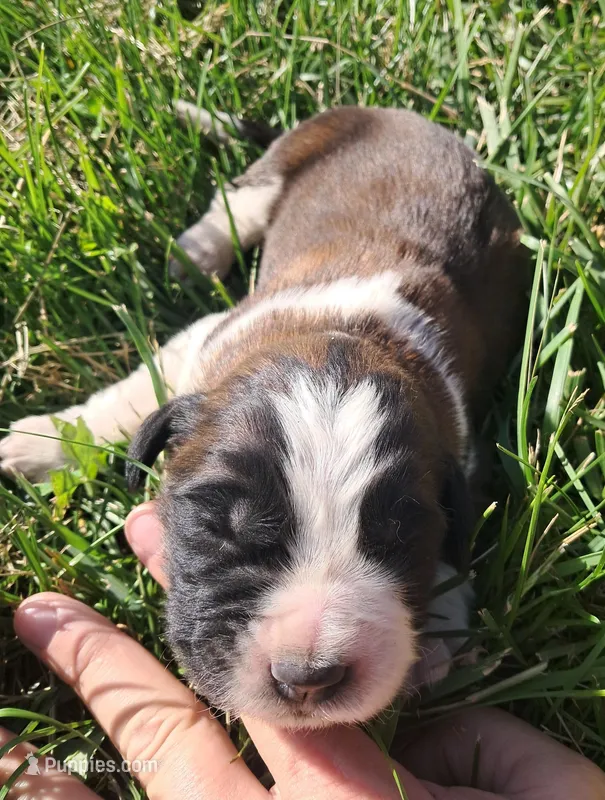Female 1 – Saint Bernard puppy for sale in Topeka, KS
