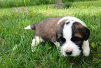 M Female 3 HOLD, a female Saint Bernard for sale in Topeka, KS – 3 of 7
