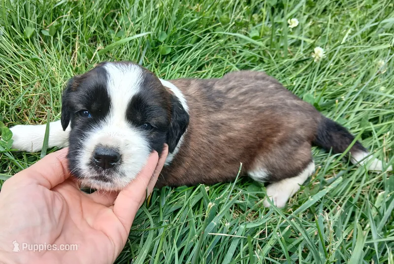 Female 1 – Saint Bernard puppy for sale in Topeka, KS