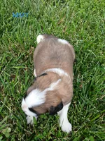 M. Male 1, a male Saint Bernard for sale in Topeka, KS – 2 of 5