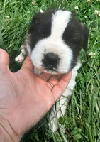 Male 5 HOLD, a male Saint Bernard for sale in Topeka, KS – 2 of 4