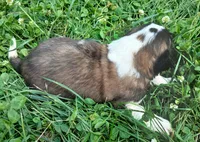 M. Male 2, a male Saint Bernard for sale in Topeka, KS – 3 of 4