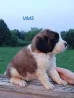 M. Male 2 HOLD, a male Saint Bernard for sale in Topeka, KS – 10 of 10