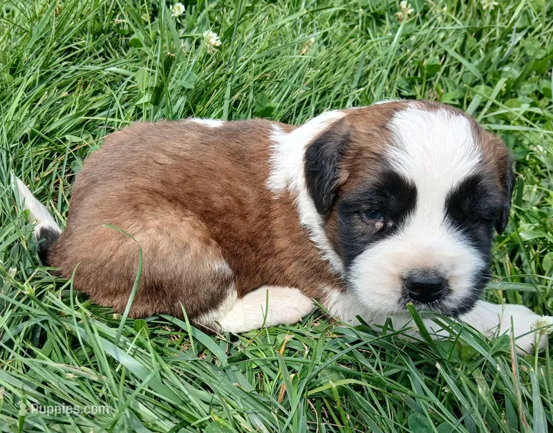 Male 2 – Saint Bernard puppy for sale in Topeka, KS