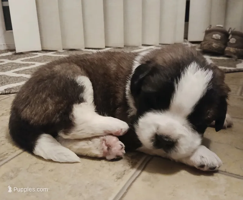 M. Female 2 – Saint Bernard puppy for sale in Topeka, KS