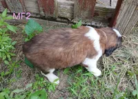 M. Female 2, a female Saint Bernard for sale in Topeka, KS – 7 of 7