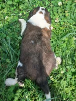 M. Male 2, a male Saint Bernard for sale in Topeka, KS – 4 of 4
