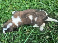 Female 4, a female Saint Bernard for sale in Topeka, KS – 3 of 3