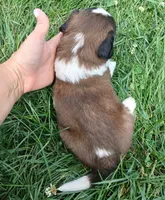 Male 5 HOLD, a male Saint Bernard for sale in Topeka, KS – 4 of 4