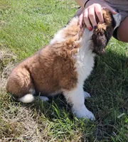 M. Female 2, a female Saint Bernard for sale in Topeka, KS – 3 of 9