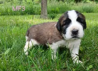 M Female 3 HOLD, a female Saint Bernard for sale in Topeka, KS – 2 of 7
