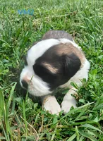M. Male 2, a male Saint Bernard for sale in Topeka, KS – 3 of 7