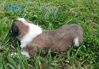 M. Male 2, a male Saint Bernard for sale in Topeka, KS – 5 of 7