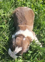 Male 5, a male Saint Bernard for sale in Topeka, KS – Photo 4 of 4