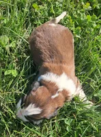 Male 5, a male Saint Bernard for sale in Topeka, KS – Photo 3 of 4