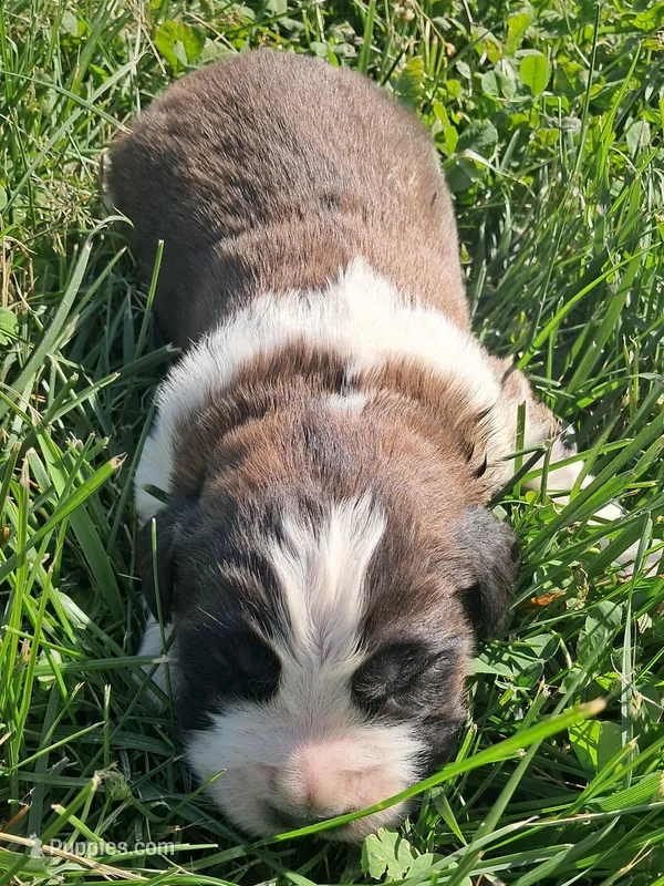 Male 5 – Saint Bernard puppy for sale in Topeka, KS