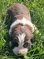 Male 5, a male Saint Bernard for sale in Topeka, KS – Photo 1 of 4