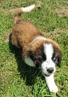 M. Female 2, a female Saint Bernard for sale in Topeka, KS – 8 of 9
