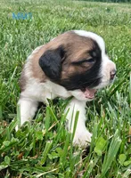 M. Male 1, a male Saint Bernard for sale in Topeka, KS – 5 of 5