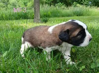 M Female 3 HOLD, a female Saint Bernard for sale in Topeka, KS – 4 of 7