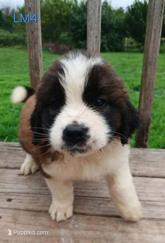 L. Male 4 – Saint Bernard puppy for sale in Topeka, KS