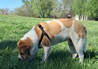 Speckles, a female Chinese Shar-Pei and English Mastiff for sale in Topeka, KS – Photo 5 of 8