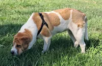 Speckles, a female Chinese Shar-Pei and English Mastiff for sale in Topeka, KS – Photo 3 of 8