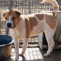 Speckles, a female Chinese Shar-Pei and English Mastiff for sale in Topeka, KS – Photo 4 of 7
