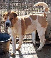 Speckles, a female Chinese Shar-Pei and English Mastiff for sale in Topeka, KS – Photo 4 of 7