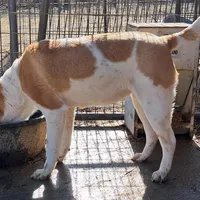 Speckles, a female Chinese Shar-Pei and English Mastiff for sale in Topeka, KS – Photo 6 of 7