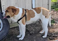Speckles, a female Chinese Shar-Pei and English Mastiff for sale in Topeka, KS – Photo 4 of 8