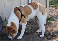 Speckles, a female Chinese Shar-Pei and English Mastiff for sale in Topeka, KS – Photo 6 of 8