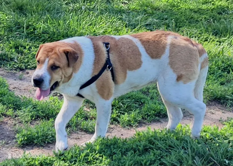 Speckles – Chinese Shar-Pei, English Mastiff puppy for sale in Topeka, KS