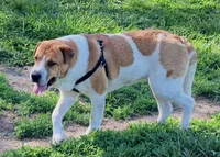 Speckles, a female Chinese Shar-Pei and English Mastiff for sale in Topeka, KS – Photo 1 of 8