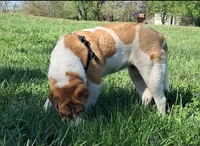 Speckles, a female Chinese Shar-Pei and English Mastiff for sale in Topeka, KS – Photo 2 of 8