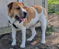 Speckles, a female Chinese Shar-Pei and English Mastiff for sale in Topeka, KS – Photo 7 of 8
