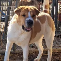 Speckles, a female Chinese Shar-Pei and English Mastiff for sale in Topeka, KS – Photo 3 of 7