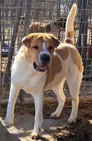 Speckles, a female Chinese Shar-Pei and English Mastiff for sale in Topeka, KS – Photo 3 of 7