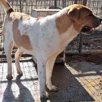 Speckles, a female Chinese Shar-Pei and English Mastiff for sale in Topeka, KS – Photo 5 of 7