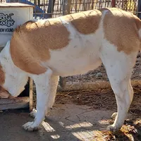 Speckles, a female Chinese Shar-Pei and English Mastiff for sale in Topeka, KS – Photo 2 of 7