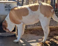 Speckles, a female Chinese Shar-Pei and English Mastiff for sale in Topeka, KS – Photo 2 of 7