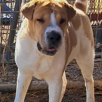 Speckles, a female Chinese Shar-Pei and English Mastiff for sale in Topeka, KS – Photo 1 of 7