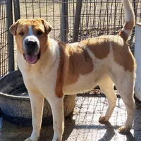 Speckles, a female Chinese Shar-Pei and English Mastiff for sale in Topeka, KS – Photo 7 of 7