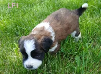 L. Female 1, a female Saint Bernard for sale in Topeka, KS – 3 of 8