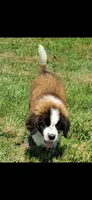 M. Female 2, a female Saint Bernard for sale in Topeka, KS – 4 of 9
