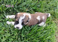 M. Female 4 HOLD, a female Saint Bernard for sale in Topeka, KS – 3 of 9